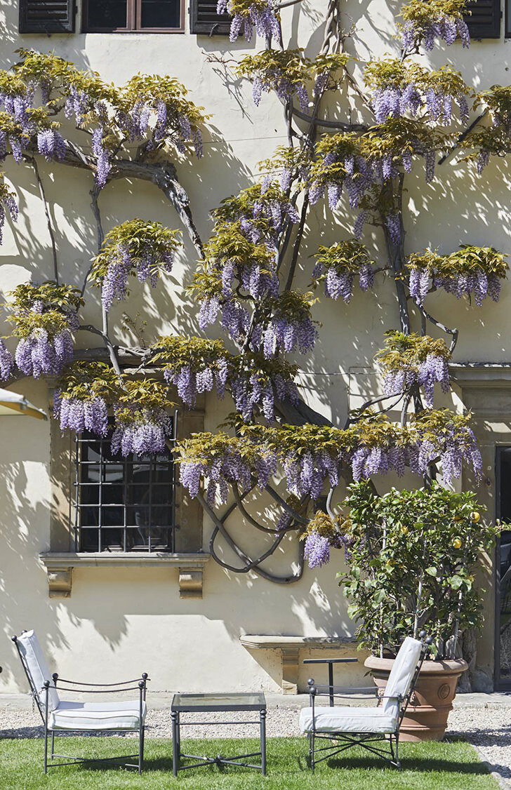 Wisteria in bloom