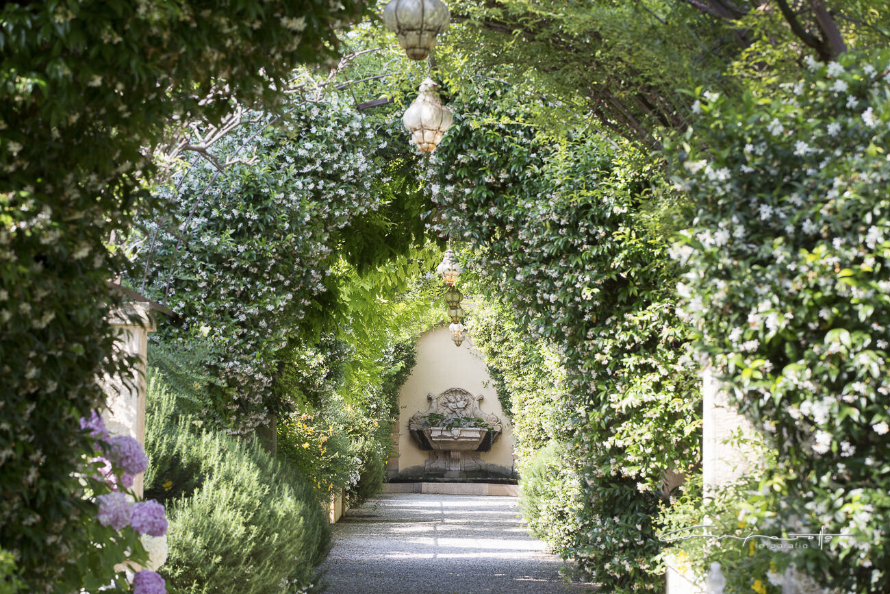 Wysteria path in the gardens