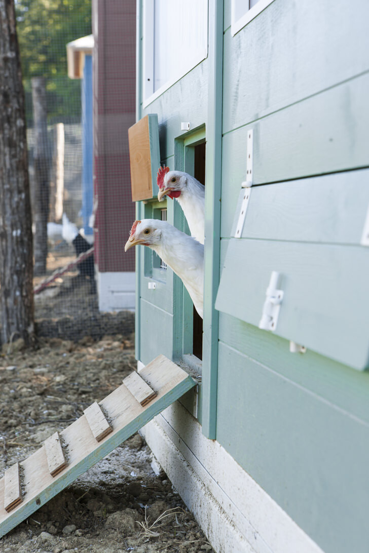 Farm chickens
