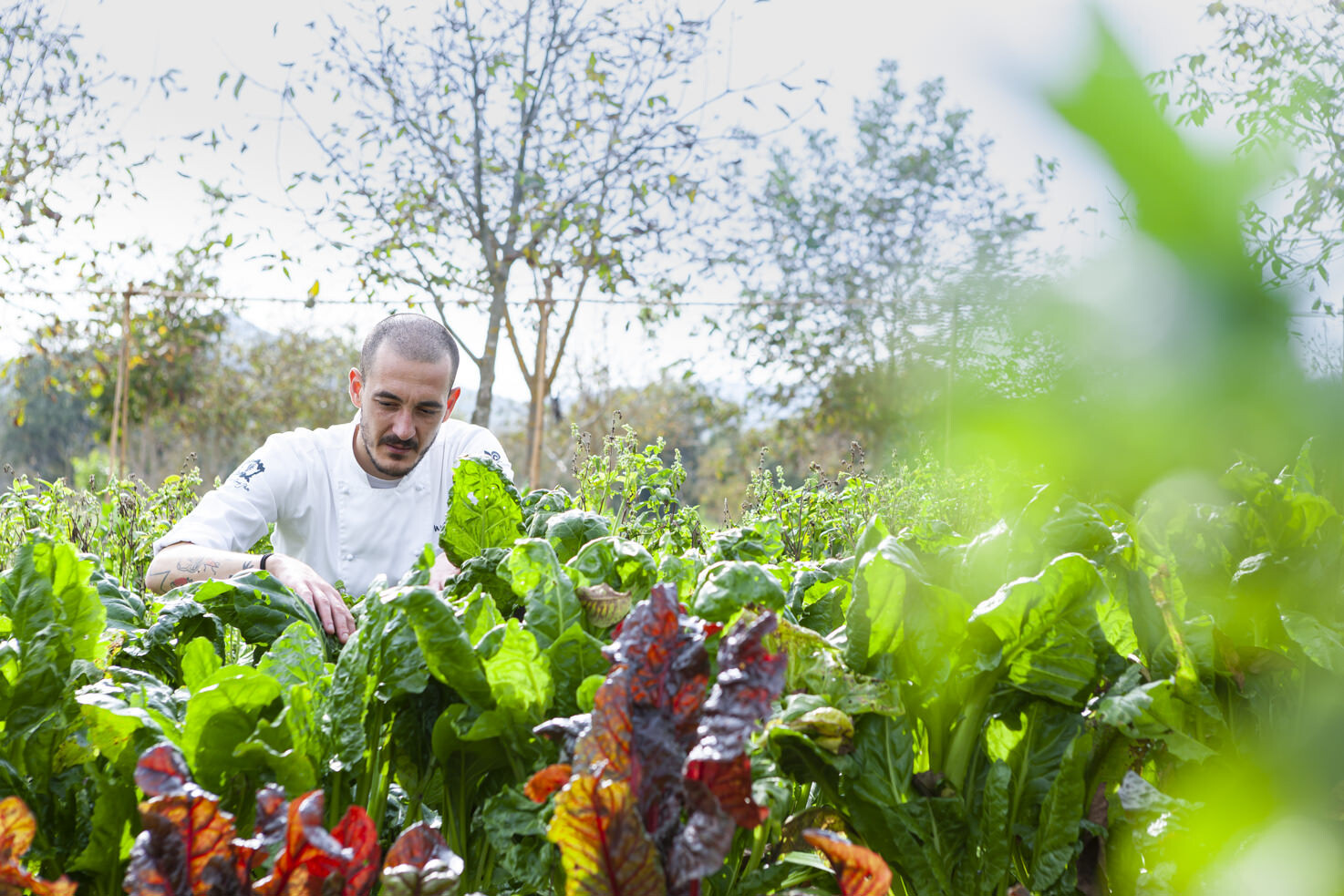 Vegetable gardens