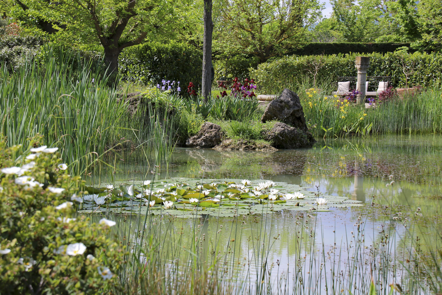 Water lilies in the garden
