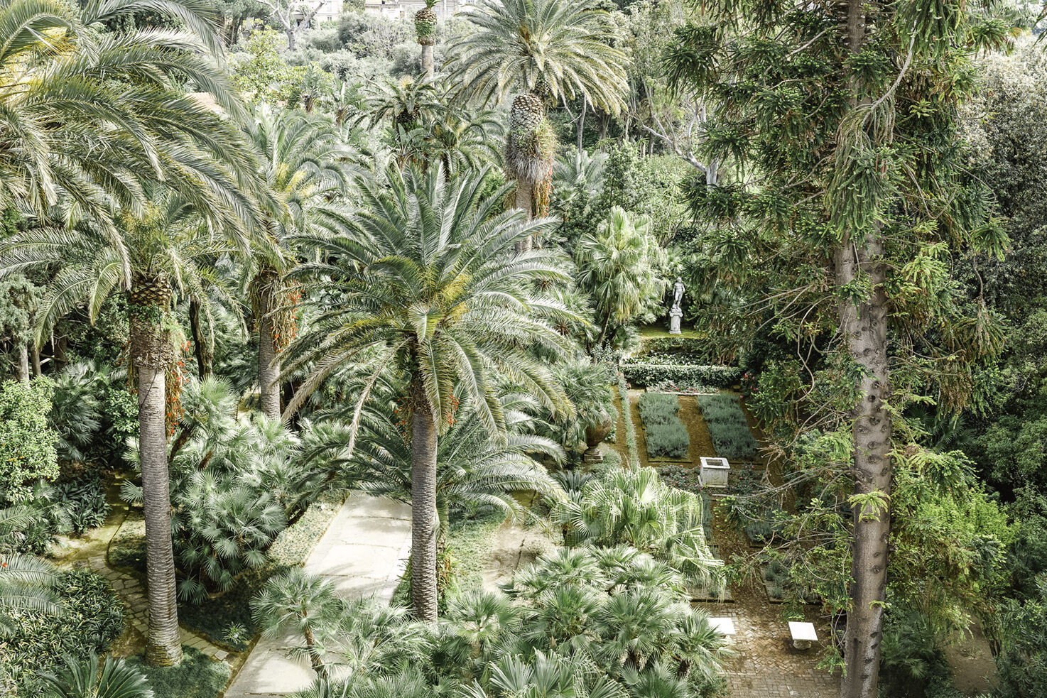 Palm trees in the gardens