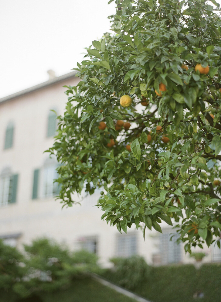 Orange tree