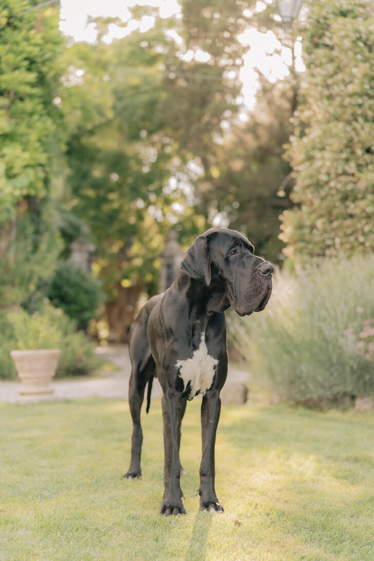 Pet of the Borgo