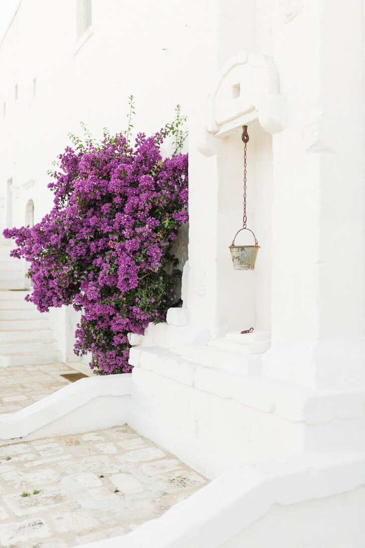 Bougainvillea in bloom