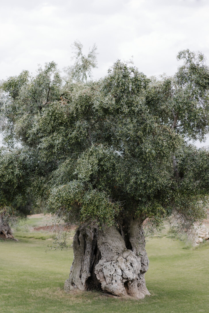 Ancient olive tree