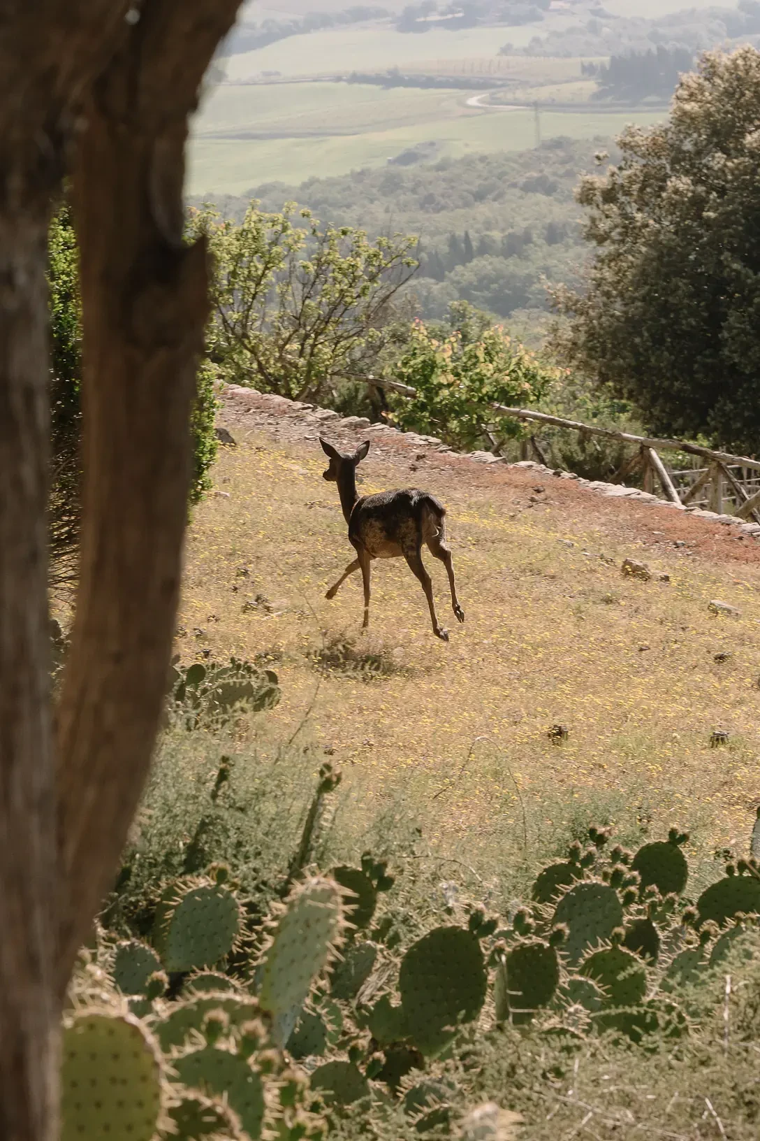 Roe Deer in castiglion del bosco