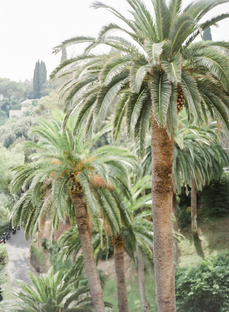 Palm trees in the gardens