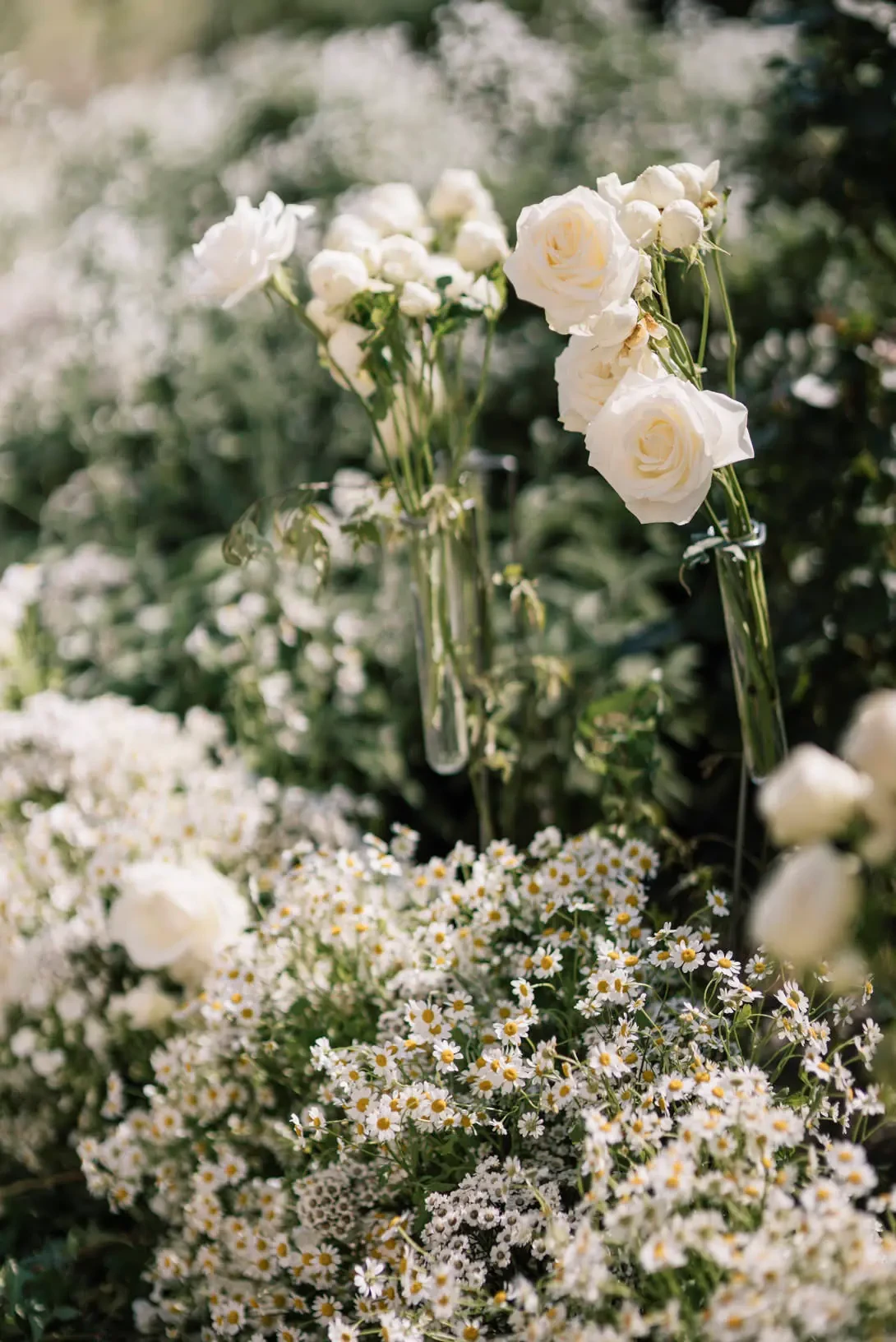 White roses in the gardens of Certosa di Capri