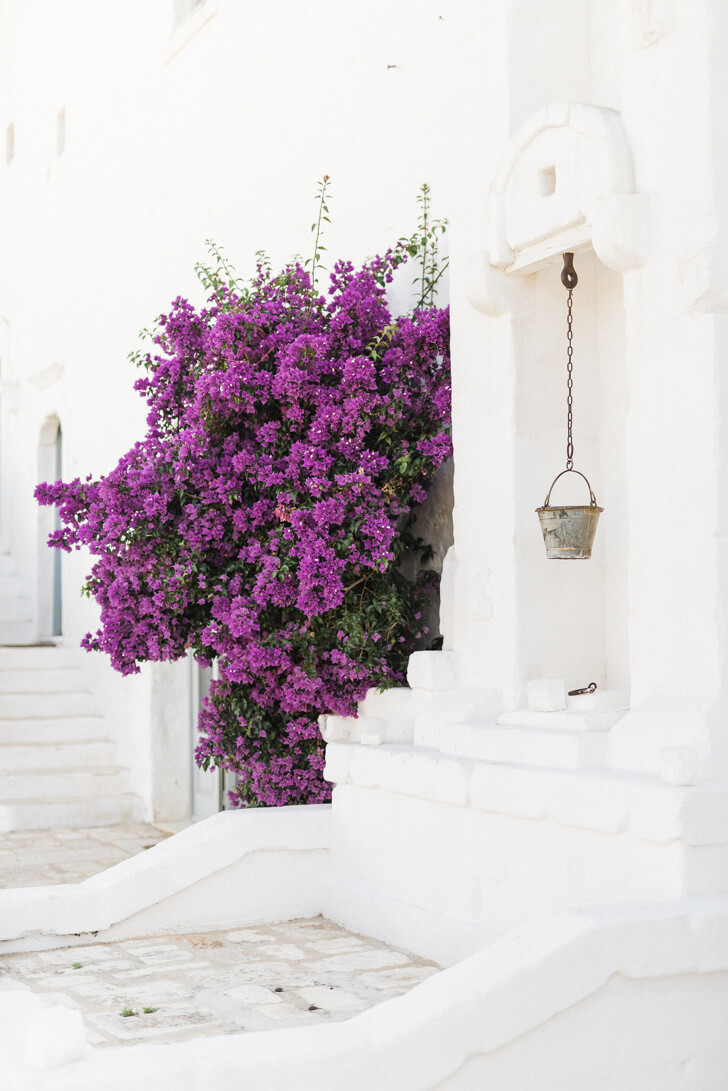 Luscious bougainvillea